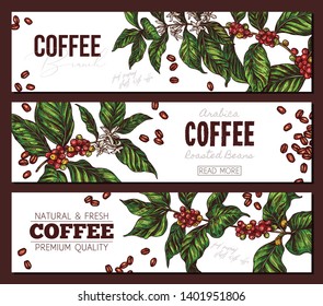 Vector coffee plants and tree horizontal color banners. Hand drawn sketch illustration. Design templates for advertising