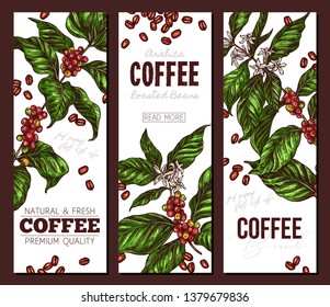 Vector coffee plants and tree vertical color banners. Hand drawn sketch illustration. Design templates for advertising