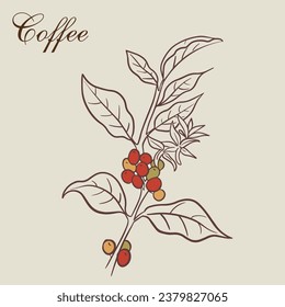 vector coffee tree branches and beans. Vector simple illustration in vintage style