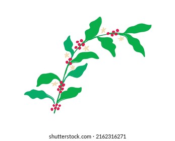 Vector of coffee tree branches with flower, leaves and beans. Botanical drawing, sketch. Line art design. Realistic nature style. Organic illustration. isolated on white background.