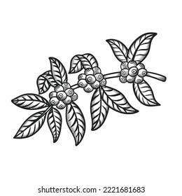 Vector of coffee tree branches with flower, leaves and beans. Botanical drawing, sketch. Engraving, Line art design. Realistic nature style. Organic illustration. Isolated on white background. 