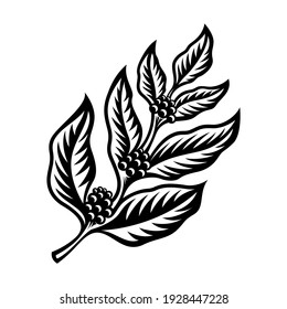 Vector coffee tree branches, leaves and beans. Botanical drawing, sketch. Organic illustration isolated on white background.