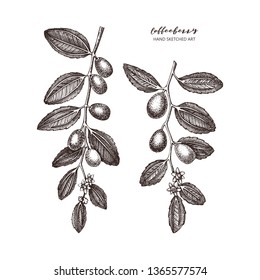 Vector Coffeeberry (Jojoba) illustration. Hand drawn flowering tree sketch. Botanical design template. Vintage medical plant drawing.