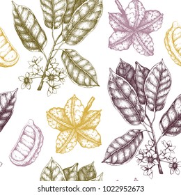 Vector Cola tree illustration. Vintage background with hand drawn with leaves, flowres, fruits and seeds. Botanical seamless pattern. Aromatical elements sketch.