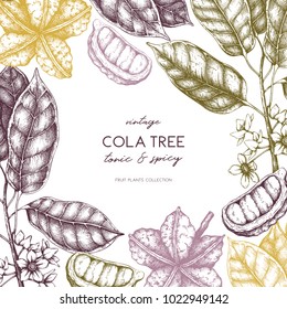 Vector Cola tree vintage sketch. Vintage design with hand drawn with leaves, flowers, fruits and seeds. Botanical frame template. Aromatic elements illustration.