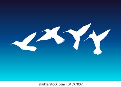 Vector Colibri silhouettes