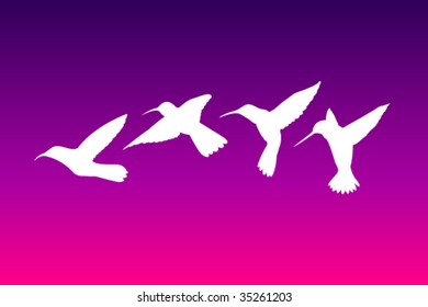 Vector Colibri silhouettes