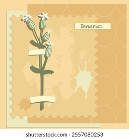 vector collage with flower, bladder campion , creative composition, herbarium imitation. dried wild plants