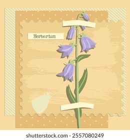 Collage de Vector con flor, campanula, composición creativa, imitación de herbario. plantas silvestres secas