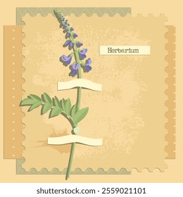 vector collage with flower, galega , creative composition, herbarium imitation. dried wild plants