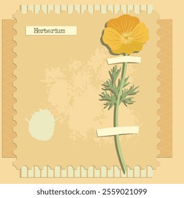 Collage de Vector con flor, Eschscholzia, amapola dorada, composición creativa, imitación de herbario. plantas silvestres secas