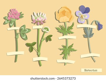 colagem vetorial com flores, trevo vermelho, trevo alsike, buttercup amarelo e viola tricolor, composição criativa, imitação herbário.