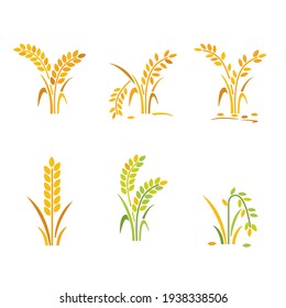 Vector- collect of rice icon and rice growth and drought.