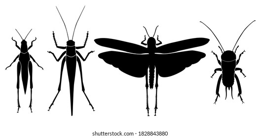Vektorgrafik von 4 Orthoptera-Insekten-Silhouetten. Mantis, Grashüpfer, Heuschrecken, Cricket. Minimale grafische Darstellung.