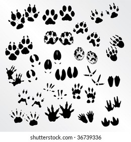 7,302 Tiger Foot Prints Images, Stock Photos & Vectors 