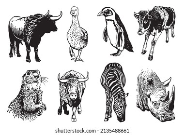 Vector collection of animals isolated on white,graphical elements