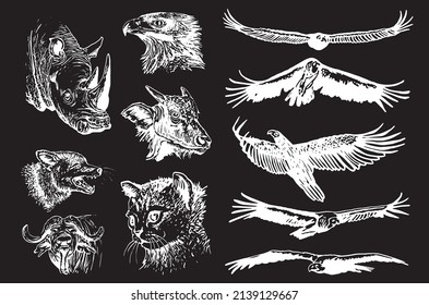 Vector collection of animals on black isolated,graphical elements eagle,bull,fox,cat.rhino