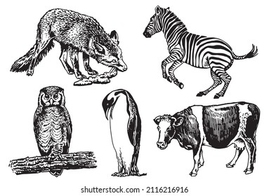 Vector collection of animals on white, fox,zebra,cow, penguin,owl
