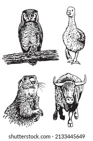 Vector collection of animals on white isolated,graphical elements owl,goose bull