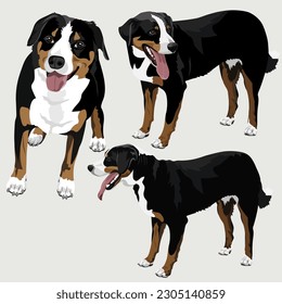 Vector collection of Appenzeller Sennenhund dods on white