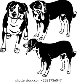 Vector collection of Appenzeller Sennenhund dogs on white