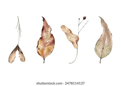 Vector collection of an autumn dry botanicals. Dry leaves clip art isolated on white background. Watercolour botany