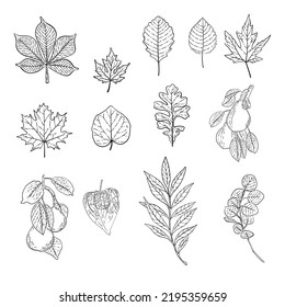 Colección vectorial de imágenes lineales del otoño de hojas de diferentes árboles, peras. Se utiliza para la decoración, el diseño de la tarjeta, el papel pintado, la impresión en tela, como fondo, etc.