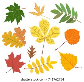 Vector collection of autumn maple leaves, chestnut, aspen, oak, mountain ash, birch in yellow, red, green colors, isolated on white background.