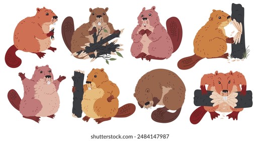 Vector collection of beavers in different poses: sleeping, surprised, joyful and gnawing on a dry log. Images of semi-aquatic mammals on a white background.