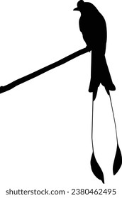 vector collection of bird silhouette