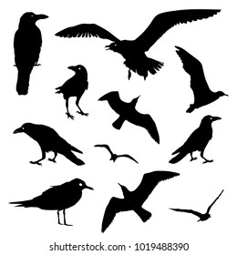 Vector Collection of Bird Silhouettes