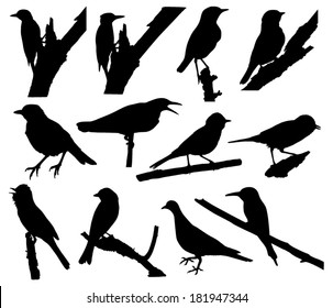 Vector collection of bird silhouettes 
