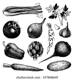 Vector collection of black ink hand drawn vegetables. Vintage healthy food illustration isolated on white