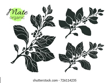 Vector collection of black silhouette mate branches. Shape vintage set of leaves and berries. Nature collection on white background. Botanical drawing. Organic food Eps.10