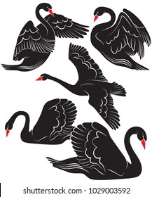 Vector collection of black swans