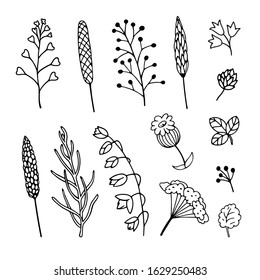 Vector collection of blades of grass, twigs, leaves and flowers black on a white background for use as design elements for creating patterns and in different compositions