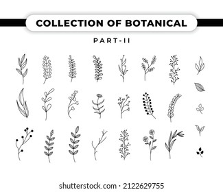 Vector collection of botanical illustration