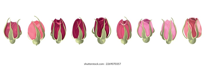 Vector Collection of buds of tea roses in a cartoon style on a white background in a row