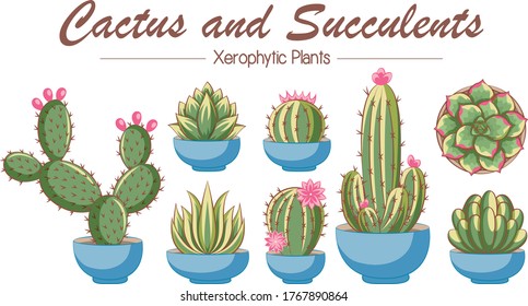 Colección vectorial de cactus y suculentos en macetas azules