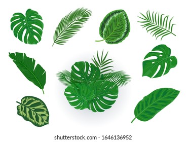 Colección vectorial de hojas de palma trópicas dibujadas aisladas en fondo blanco. Conjunto de elementos de diseño para tarjeta, volantes, invitación, SPA, boda. Hojas tropicales verdes para afiches de verano.