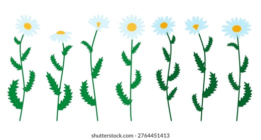 Vector collection of chamomile flowers featuring different branches with green leaves and white blossoms. Flat floral elements isolated on a white background, suitable for summer web and print designs