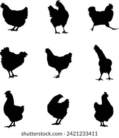 A vector collection of chickens in a variety of positions for artwork compositions
