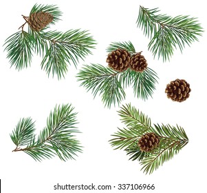 Vector collection of Christmas tree branches with pine cones