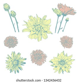 Vector collection of Chrysanthemum Flowers