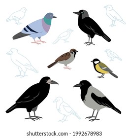 Vector collection of city birds isolated on a white background. European birds, crow, pigeon, jackdaw, sparrow, tit and rook in flat style.