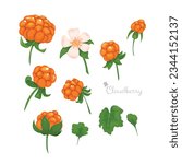 Vector collection with cloudberry berries on a white background.