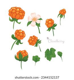 Vector collection with cloudberry berries on a white background.