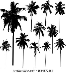 Vector collection of coconut palm trees silhouettes of different shapes isolated on white background.