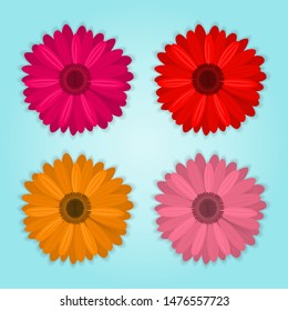 vector collection of colored realistic gerbera flowers on blue background