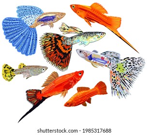 Vector collection of colorful aquarium fishes, guppies and swordtail fishes. Isolated.